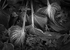 Wilted Hosta and Oak Leaves by Russ Martin