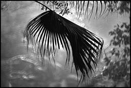 Palm Umbrella by S. Paul
