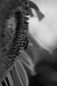 Sunflower & Bee by Scott Fowler