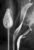 Tulip & Leaves by Scott McLain