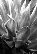 Agave Plant by Spencer Westbrook