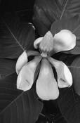Magnolia by Spencer Westbrook