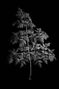 Plant by Stephan Elko