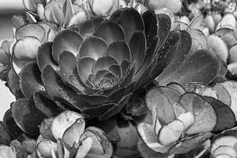 Getty Succulent #4 by Steven Sable