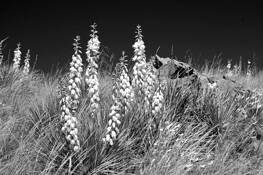 Bloomin' Yucca by Susan Stone