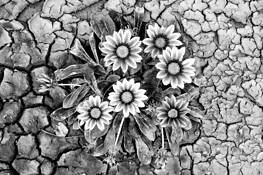 Parched by Susan Stone