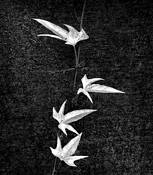 Vine on Lava Wall by Thomas Tollefsen