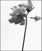 Crown Vetch by Tim Fabian