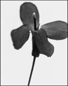 Phlox by Tim Fabian