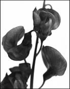 Sweet Pea by Tim Fabian