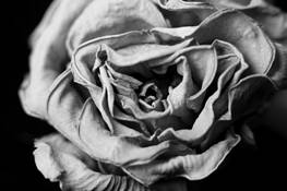 Flower 1 by Tracy Elliott