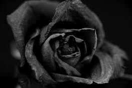 Flower 2 by Tracy Elliott