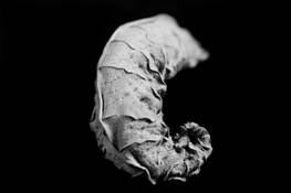 Leaf 2 by Tracy Elliott