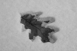 Snow Leaf by Virginia S. Metevia