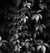 Leafs by Vladimir Petrovic