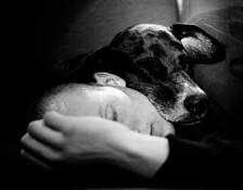 The Nap by Finn Krogvig