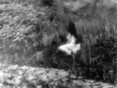 A Faerie Glen by Debra Small