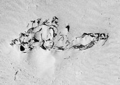 Sea Sculpture--Rorschach 12 by Bill Prosser