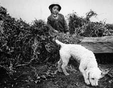 Vital Essence 3 by Peter Prusinowski