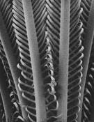 Plant by William F. Lemke