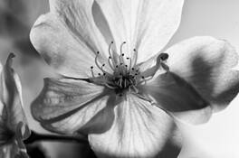 Flower 2 by William Stewart