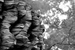 Burl by Ronald J. Zeytoonian