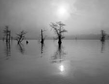 Cypress Wetlands by William Turner