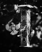 Aloft by Allan Goodman