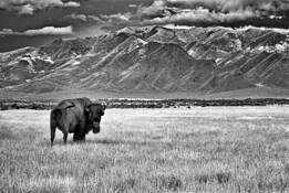 Bison Bull by Benton F. Murphy