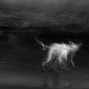 White Dog by Byong-Ho