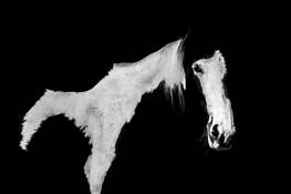 The Horse by C. R. Cain