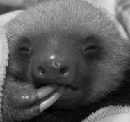Baby Sloth Sucking Toe Falling Asleep by Cleo Wilkinson
