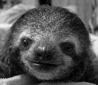 Baby Sloth by Cleo Wilkinson