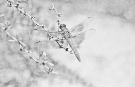 Eternal Nymph by Delia Giannini-Khavari