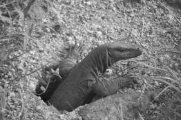 Monitor Lizard 2 by Dhairyakant Chauhan