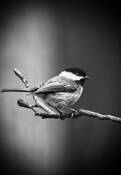 Chickadee by Jeffrey Logesky
