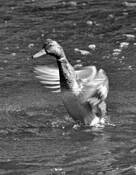 Drying Off by Cara Niazi