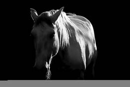 White Light by Rick Snively