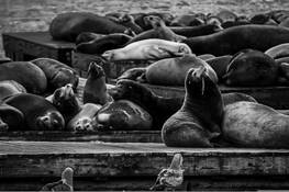 Pier 39 by Joel Kubicki Jr.