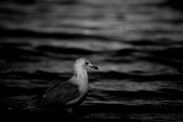 Gull by John M. Dos Santos