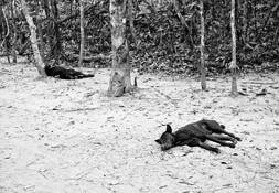 Hot Dogs by Lee Grossman