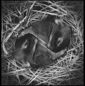 Identical by Lucy Dankova