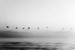 Pelicans in Flight by Marc Sheridan