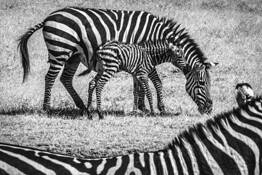 Just Born by Marilyn Maxwell