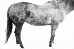 Horse by Mary Woodman