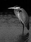 Grear Blue Heron by Michael F. Corlew