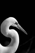Great Egret by Michael F. Corlew
