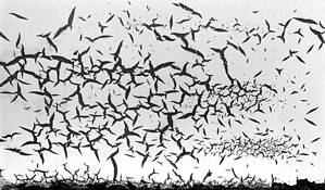 Birds by Rajmund Rajch