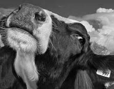 Here's Looking at You Babe by Richard Dewey