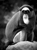 Suspicion by Ron Discipulo